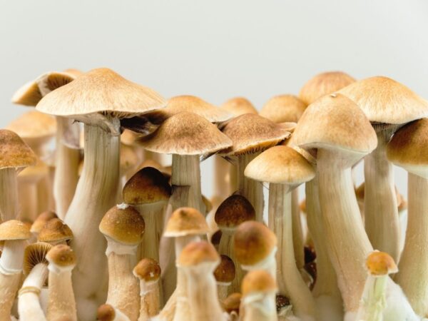 psilocybine stupéfiant