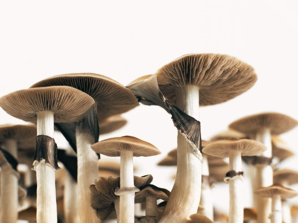 psilocybine legale france