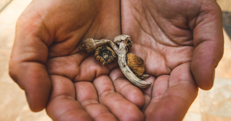 cérémonie psilocybine retraite spirituelle