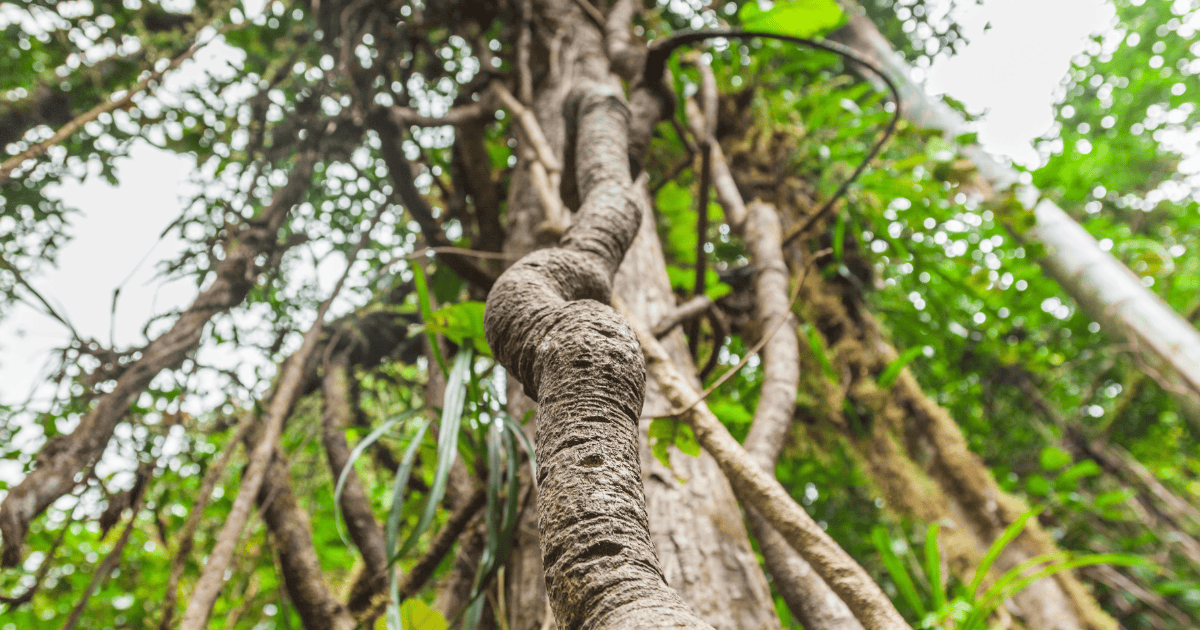 Perspectives deux mille vingt six : contentieux émergen Perspectives deux mille vingt six : contentieux émergents et preuves plus robustes — Schéma — jurisprudence Ayahuasca —