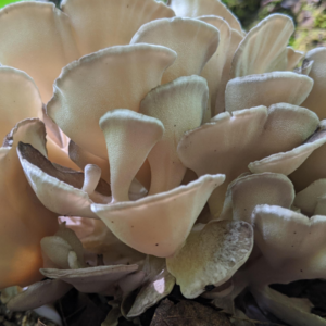 Photographie représentant des champignons Maitake