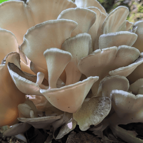 Photographie représentant des champignons Maitake