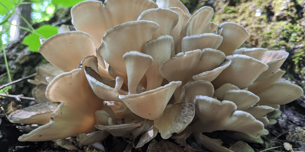 Photographie représentant des champignons Maitake