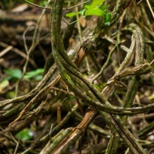 ayahuasca France : un guide complet