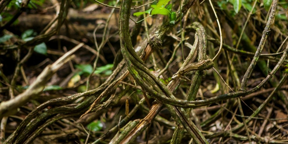 ayahuasca France : un guide complet