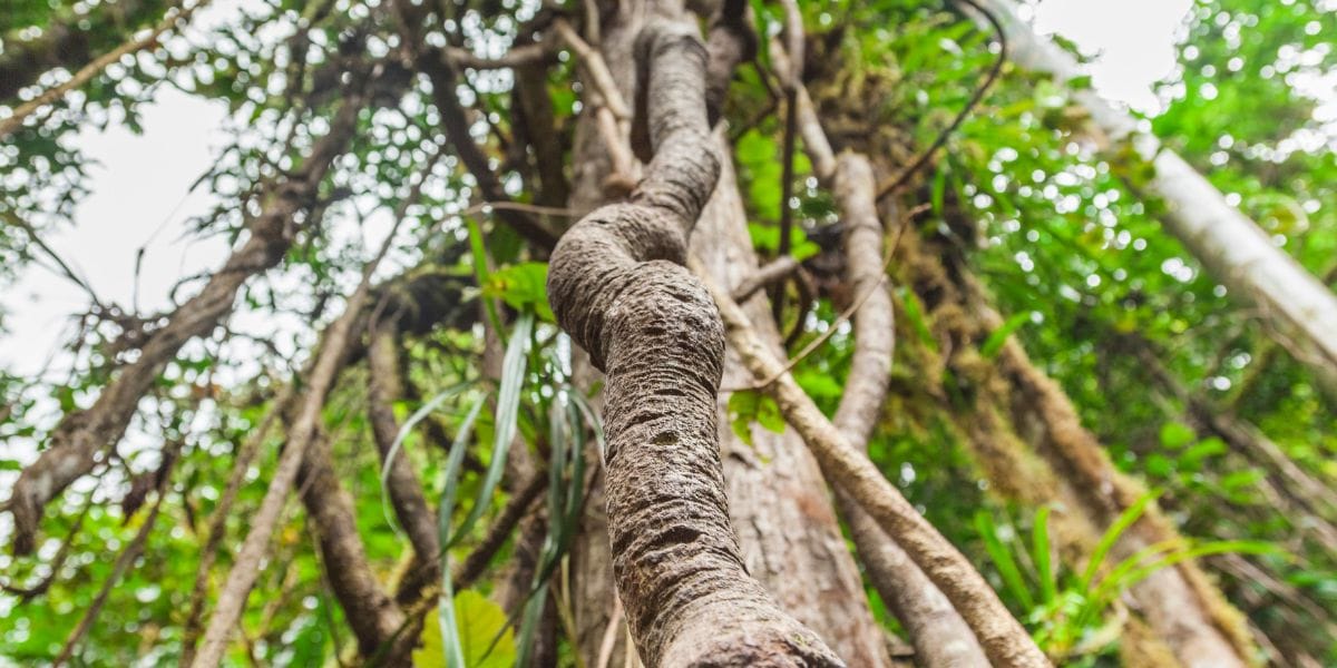 Plantes utilisées pour l'ayahuasca : liane Banisteriopsis caapi et feuilles de Psychotria viridis en milieu amazonien