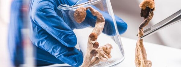 Image illustrant le dosage optimal de la psilocybine