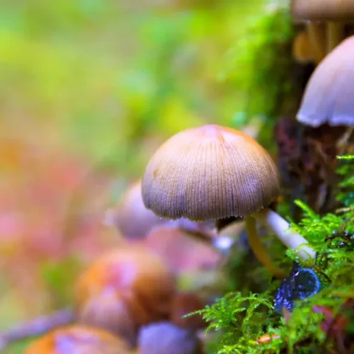 Champignons hallucinogènes en France : Psilocybe semilanceata dans une prairie humide (photo d’illustration, cueillette encadrée recommandée)