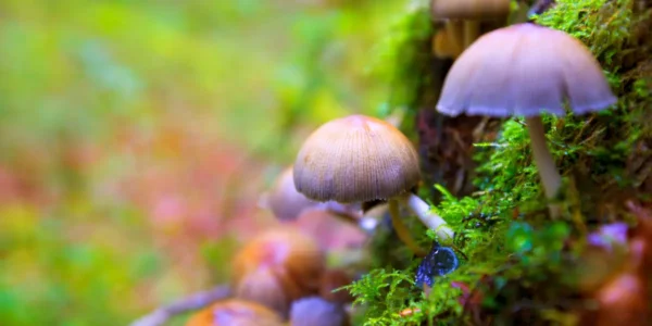 Champignons hallucinogènes en France : Psilocybe semilanceata dans une prairie humide (photo d’illustration, cueillette encadrée recommandée)