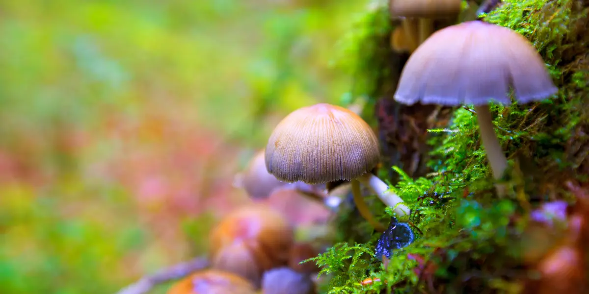Champignons hallucinogènes en France : Psilocybe semilanceata dans une prairie humide (photo d’illustration, cueillette encadrée recommandée)
