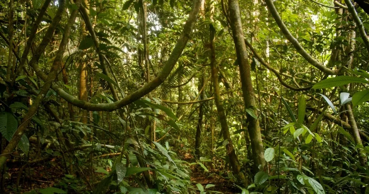 Forêt amazonienne stylisée où des lianes évoquent un réseau neuronal — illustration éditoriale des effets de l’ayahuasca.