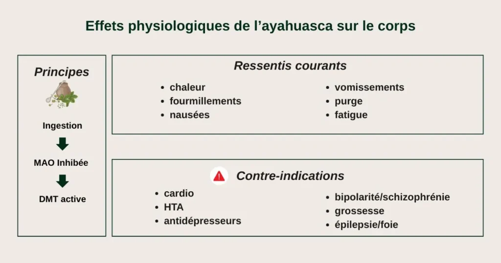 Infographie des effets physiologiques et contre-indications de l’ayahuasca