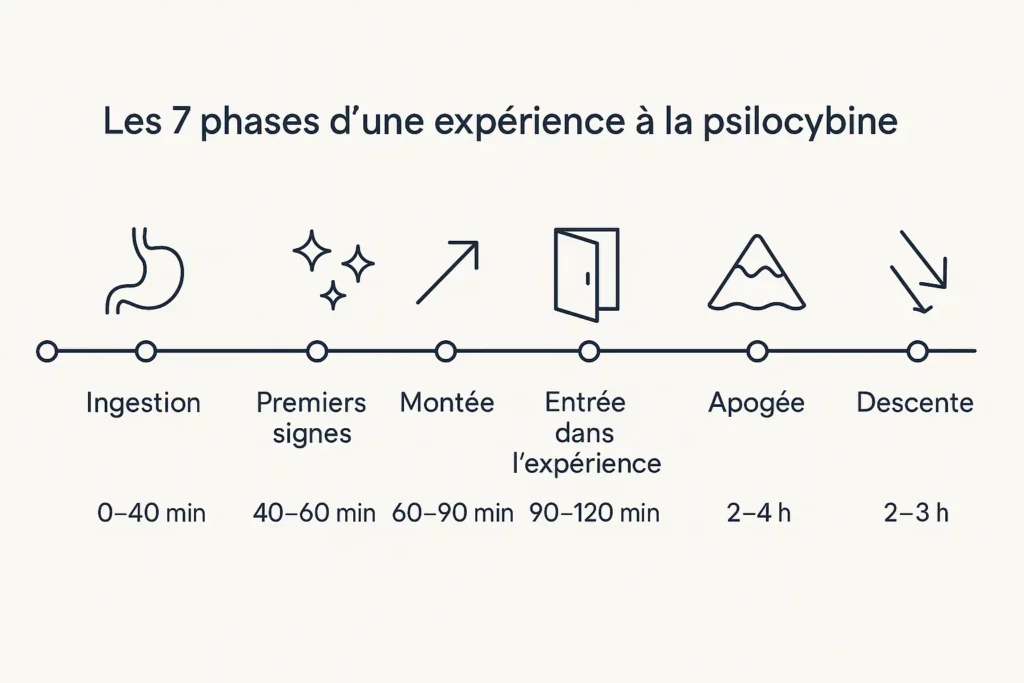 Timeline infographique des 7 étapes d'une expérience à la psilocybine de l'ingestion à la descente