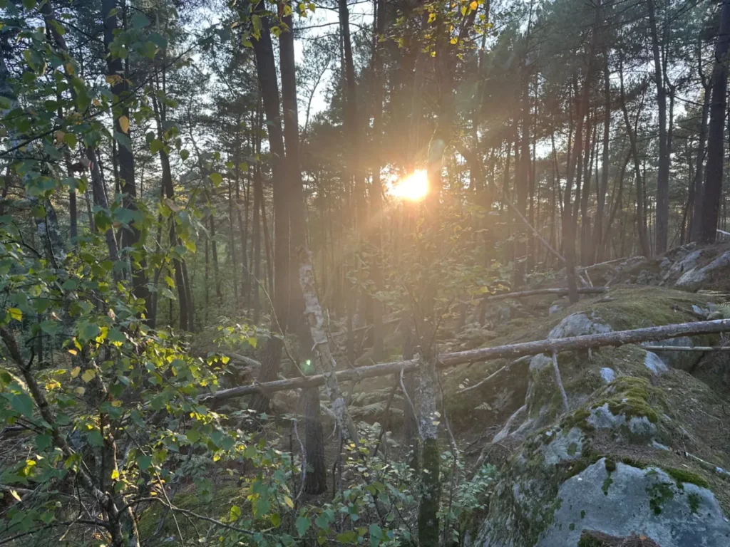 Lever de soleil symbolisant le renouveau et la transformation offerts par la thérapie à la psilocybine