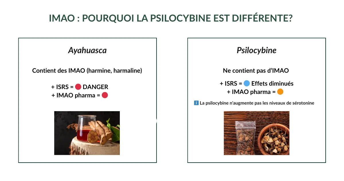 Comparaison des risques IMAO entre ayahuasca (contient des IMAO naturels) et psilocybine (sans IMAO)
